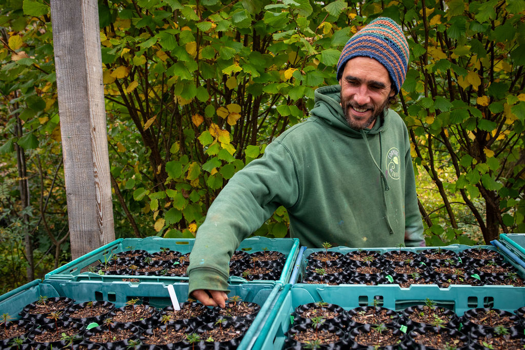 Image of Ed planting at the Corylus Horticulture nursery