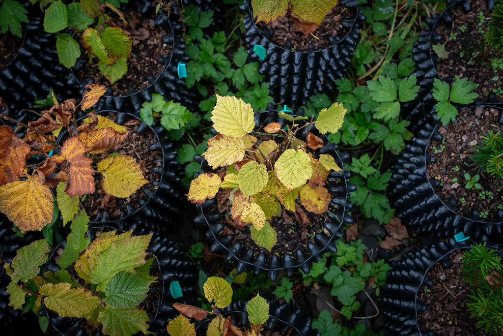 Plants at the Corylus Horticulture nursery