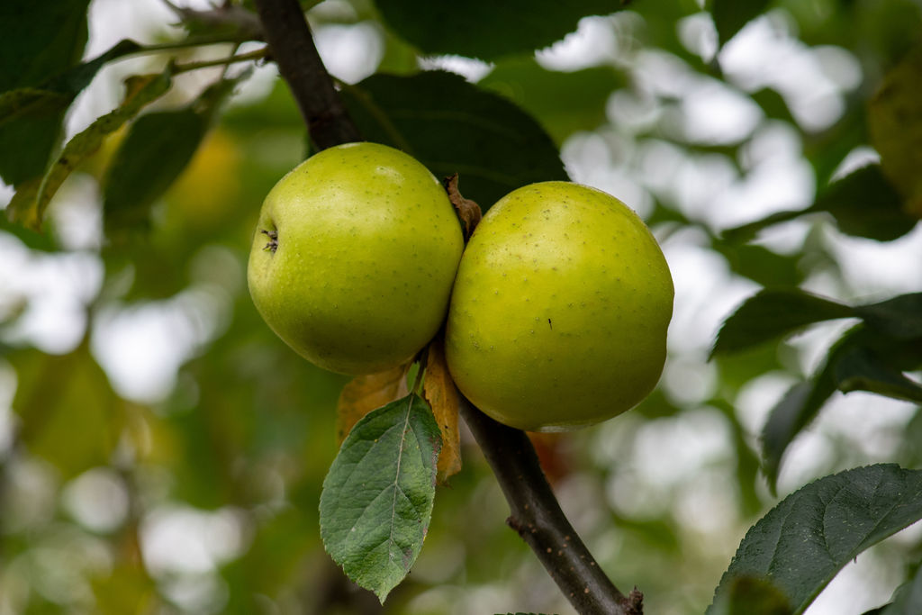 Image of apples at Corylus Horticulture