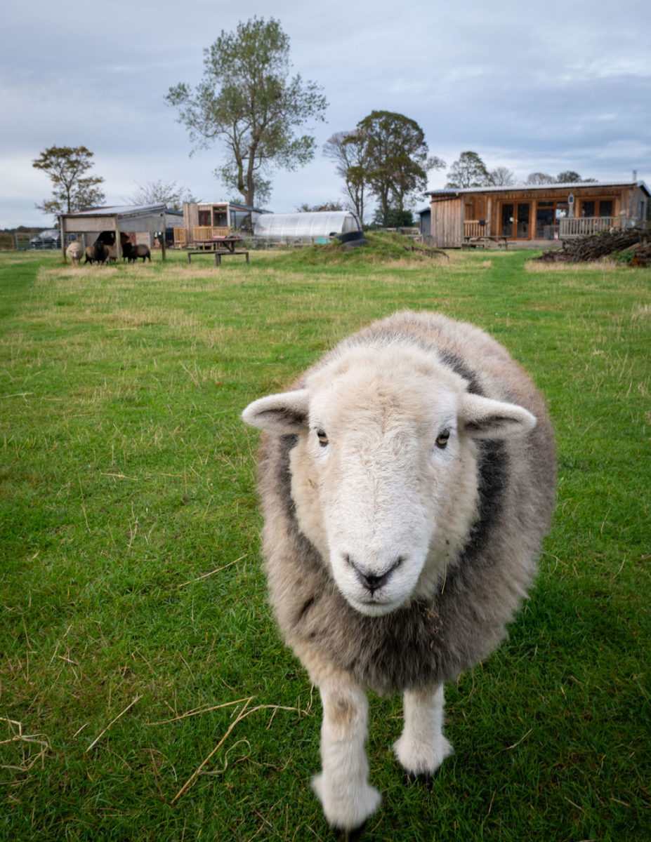 A sheep at The Paddock Broom of Moy CIC