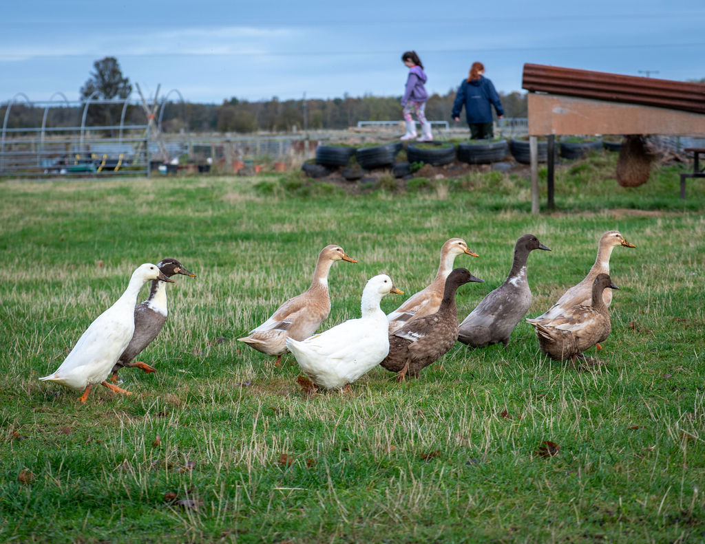 Ducks at The Paddock Broom of Moy CIC